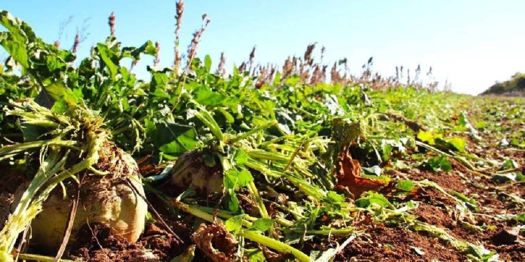 Sulaması gübrelemesi her şeyi titizlikle yapılıyor, verimi bol alınıyor! Çiftçinin göz bebeği:Makinelerle kolayca hasat ediliyor 3